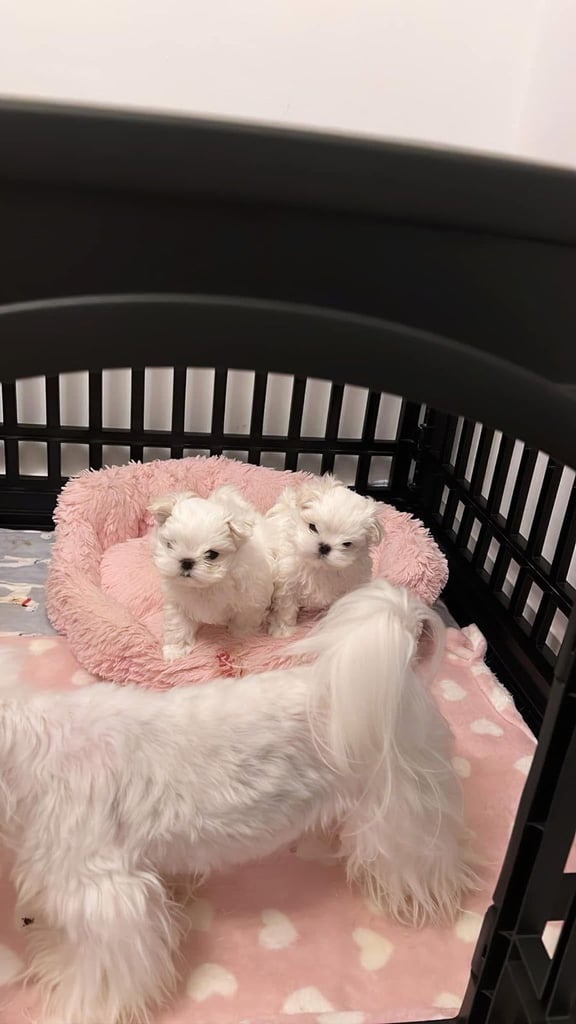 Gorgeous Tiny Maltese Puppies