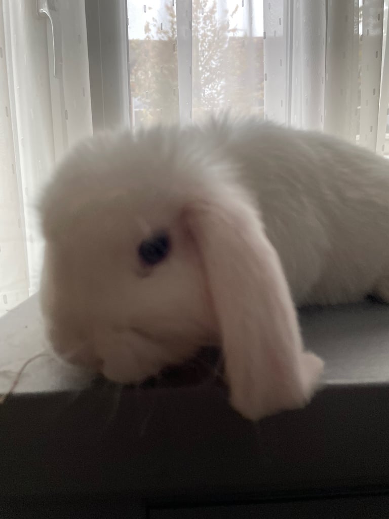 Beautiful white mini lop bunny Boy