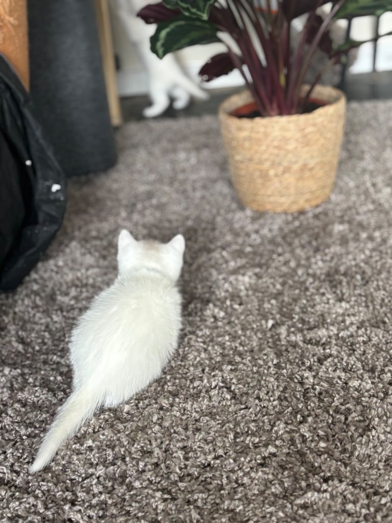 British shorthair kittens  