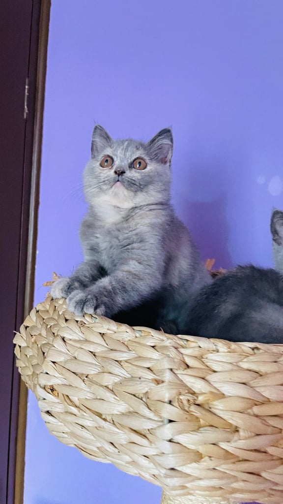 British Shorthair girls and boy looking for a new home