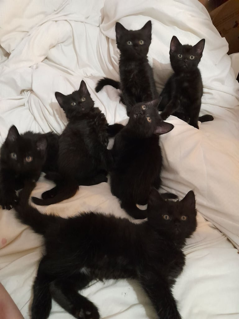 6 black kittens ready to go 