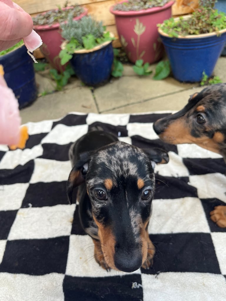 Beautiful dachshund puppies 🐾