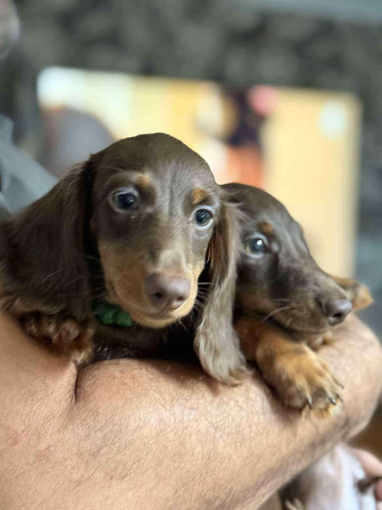 Miniature long-haired Dachshund (Boys)