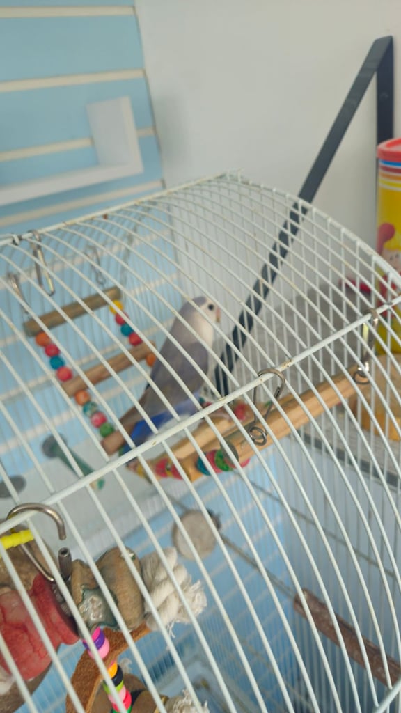 Lovebird and cage