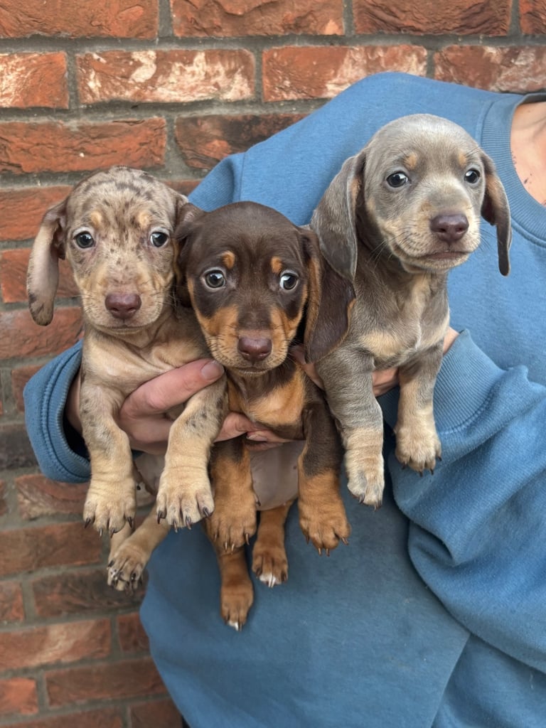 REDUCED Beautiful KC Reg miniature dachshund puppies