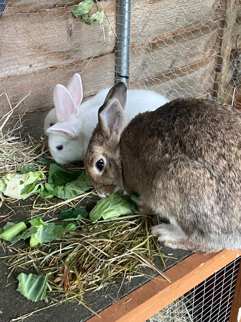 Mix breed baby rabbits & mama 