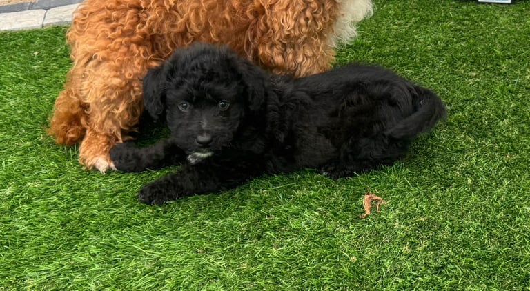 Jackapoo Puppys 