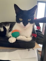 4 year old domestic shorthair (black and white) cat