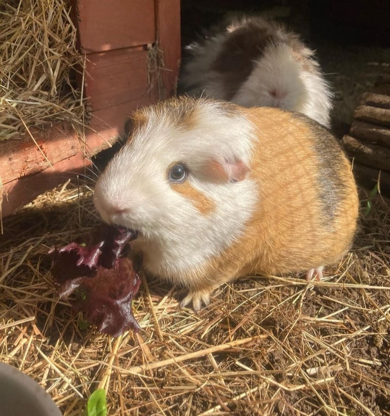 Pets guinea pigs Gumtree