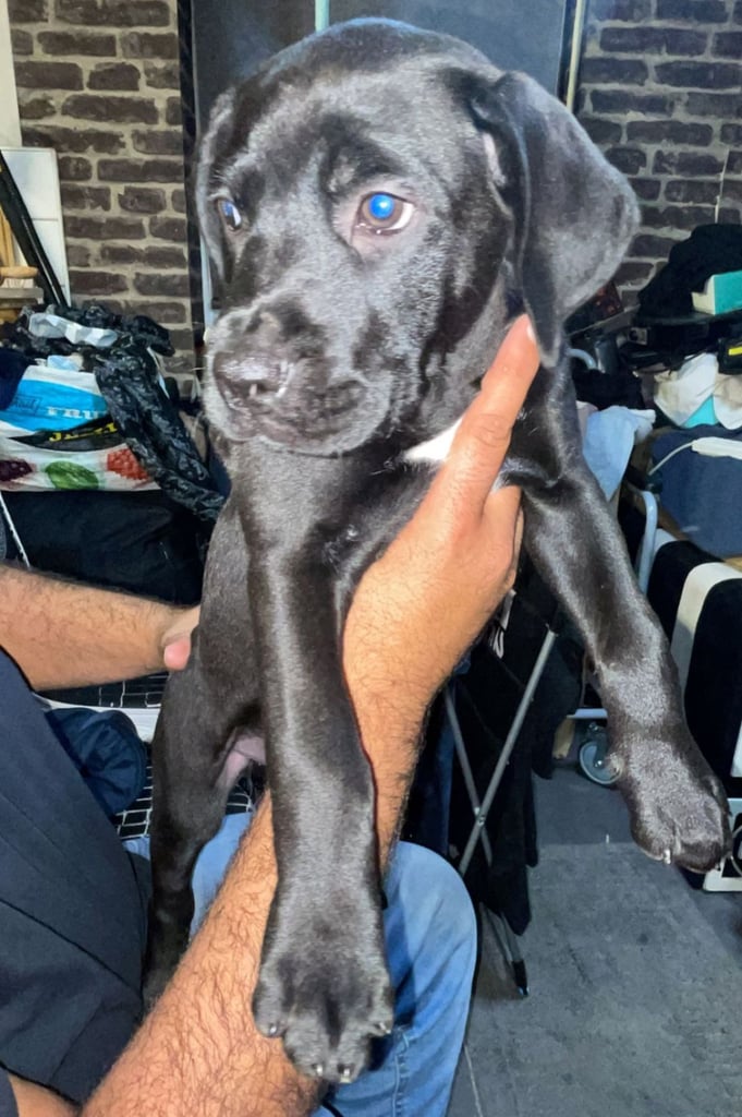 Presa canario x staffy