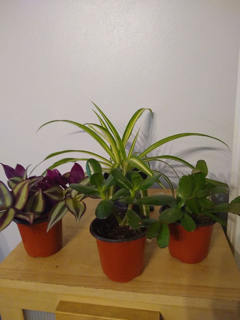 image for Cactus plant, money plant, tradescantia zebrina plant and spider plant.