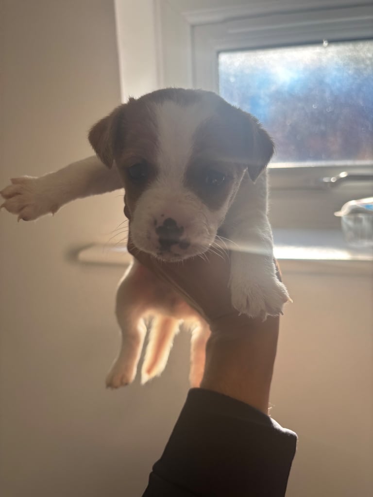 Jack Russel puppies 