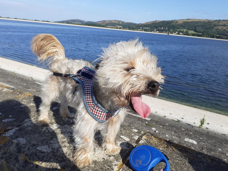 Jack Russel x Yorkshire terrier 