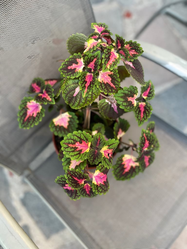 image for Coleus Lovely indoors plant 🌱 