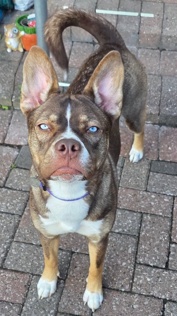 French bulldog cross husky 
