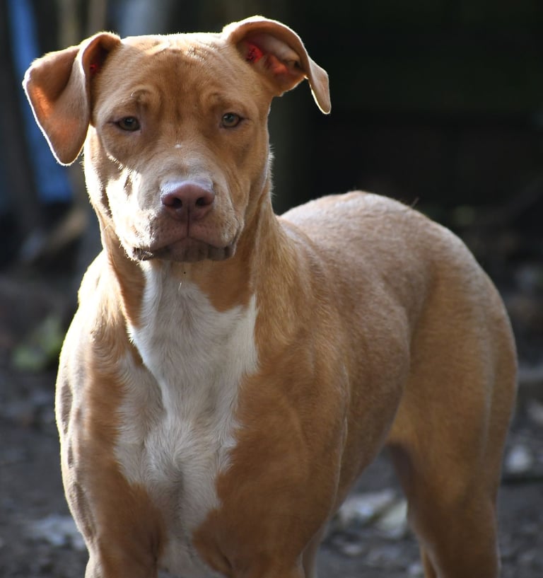 Lurcher Mix Pup age 6 months