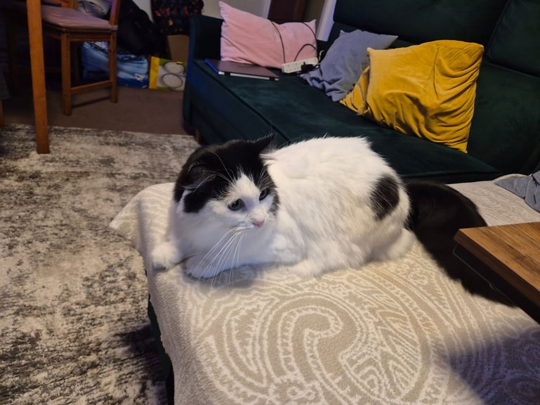 Loving Cat Looking for a Good New Home