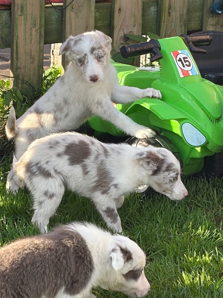 Border collie puppies 