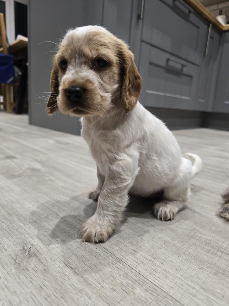 Show Cocker Spaniel Puppies 
