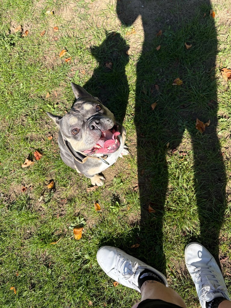 Loving frenchie 
