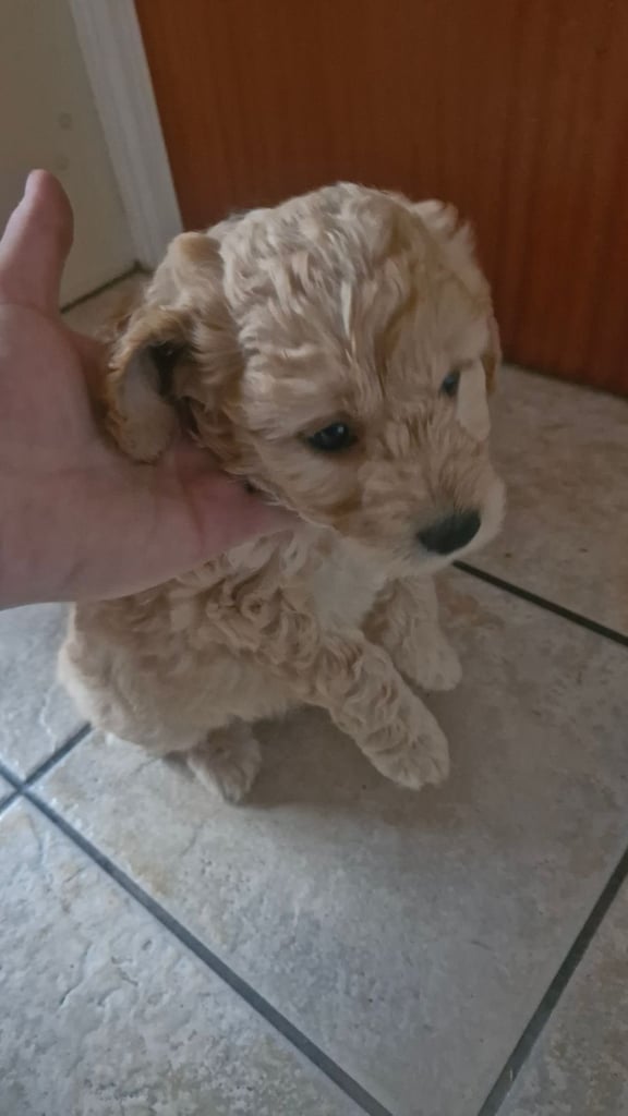 Cockapoo pups (K2)