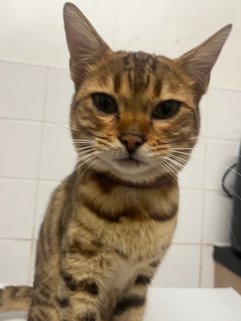 Full pedigree female bengal f4 cat 1 years old price negotiable 