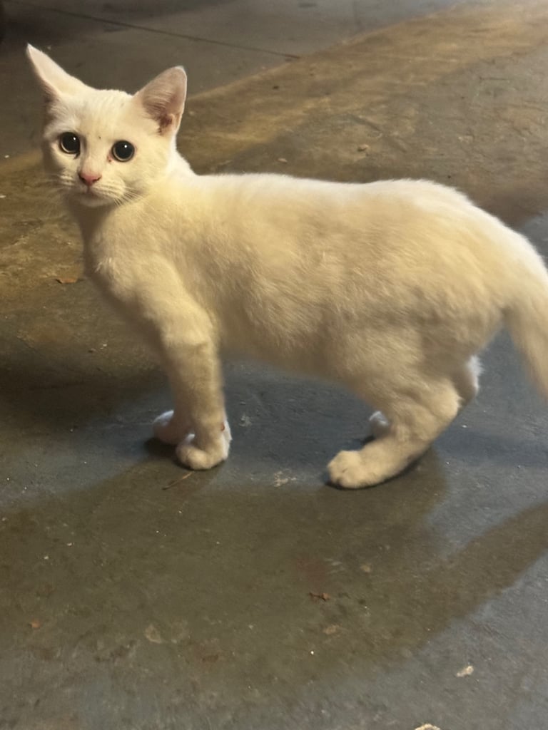 White Kitten