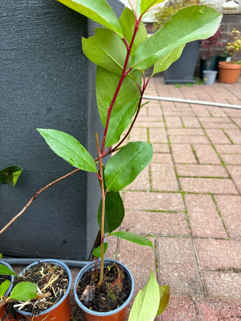 6 Red Robin Hedging photinia  6 plants