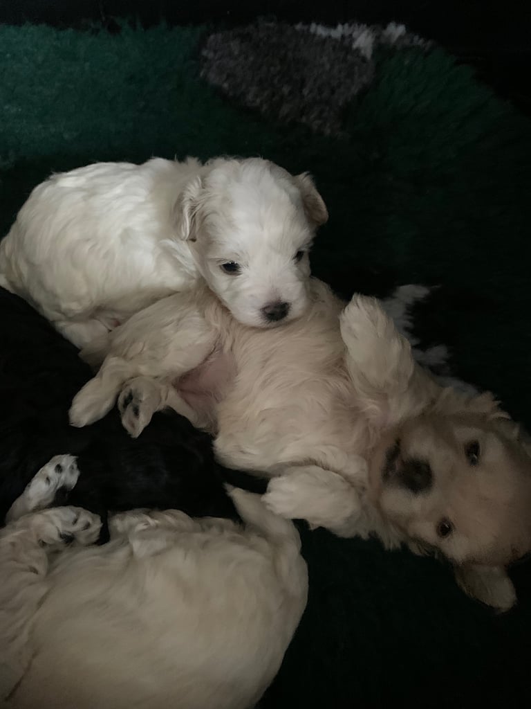 Maltipoo puppys 3girls 1boy 