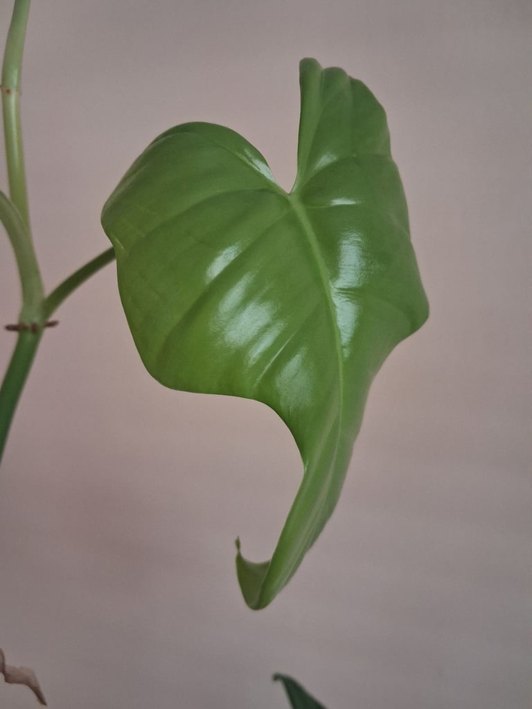 Tall philodendron indoor house plant 
