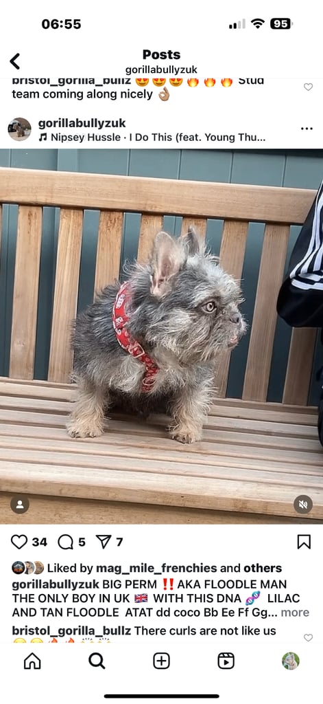 French bull dog puppies 