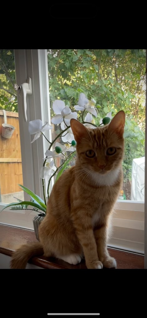 Ginger kittens 