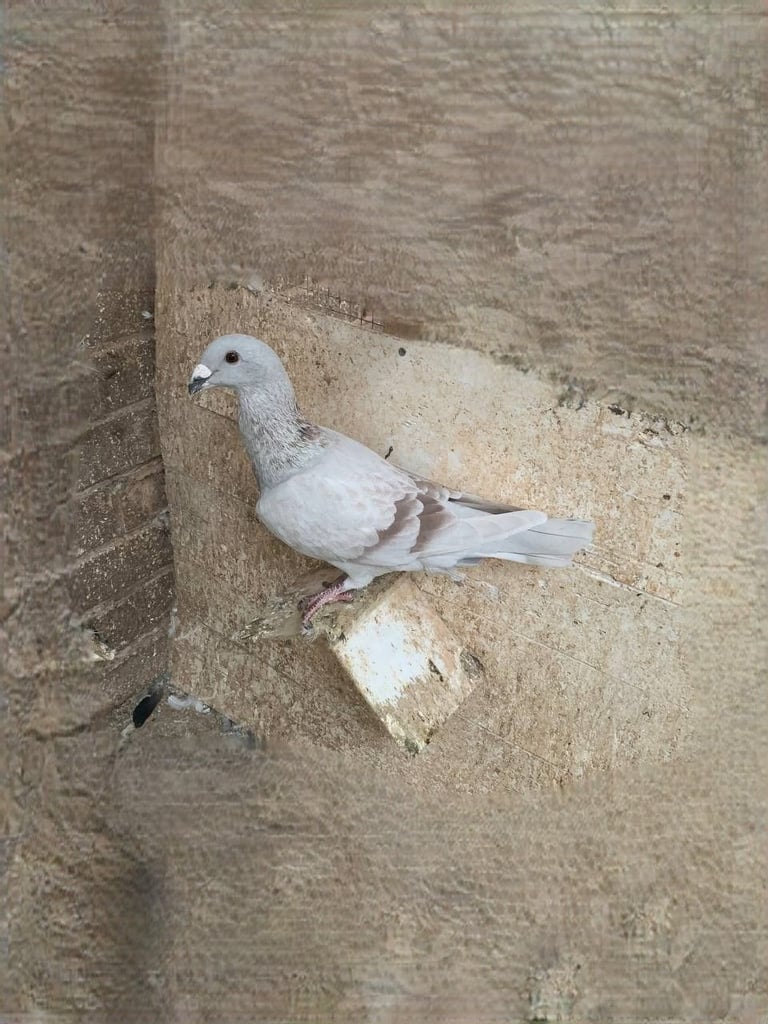 Syrian Pigeon 