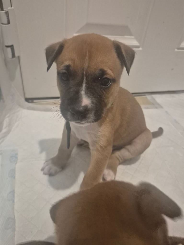 Staffy x belgian 