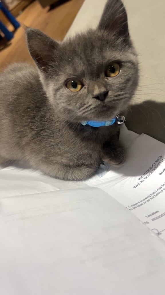 British Short Hair Beautiful grey kitten 