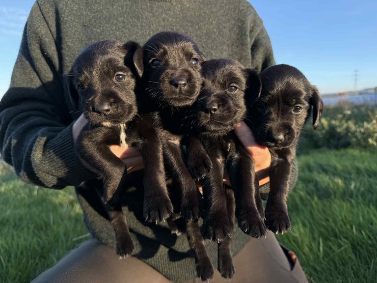 Cocker x Labrador puppies