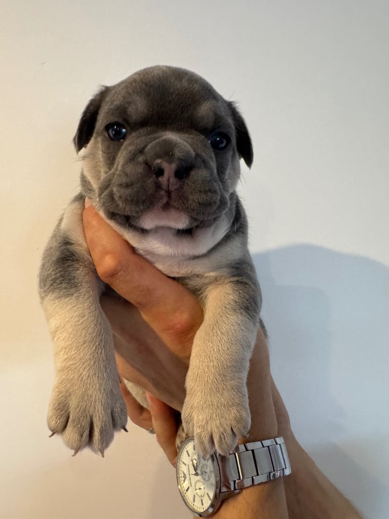 French Bulldog Puppies for Sale – Ready 8th December