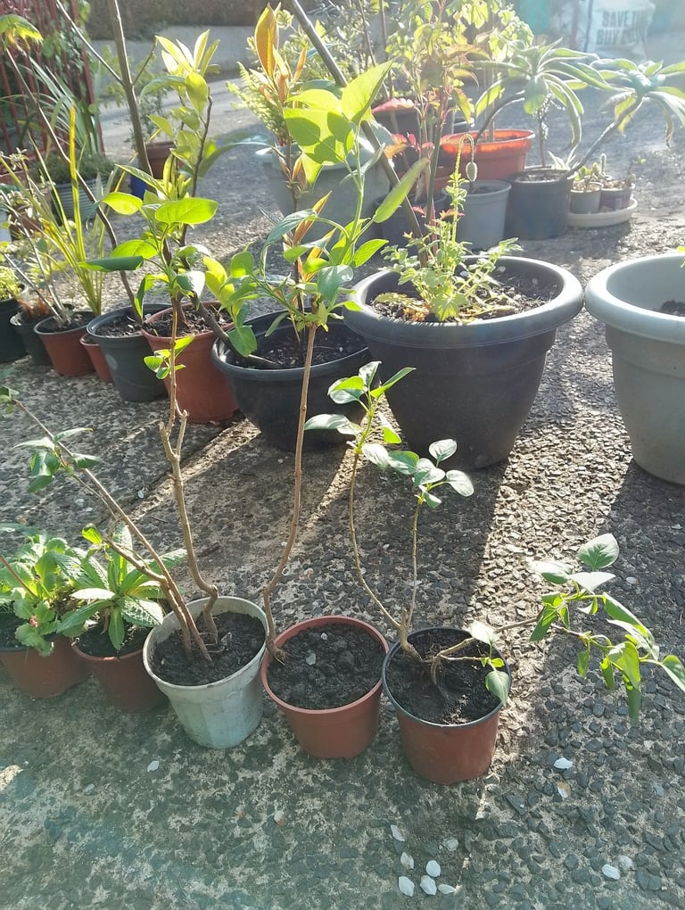 Small lilac trees 