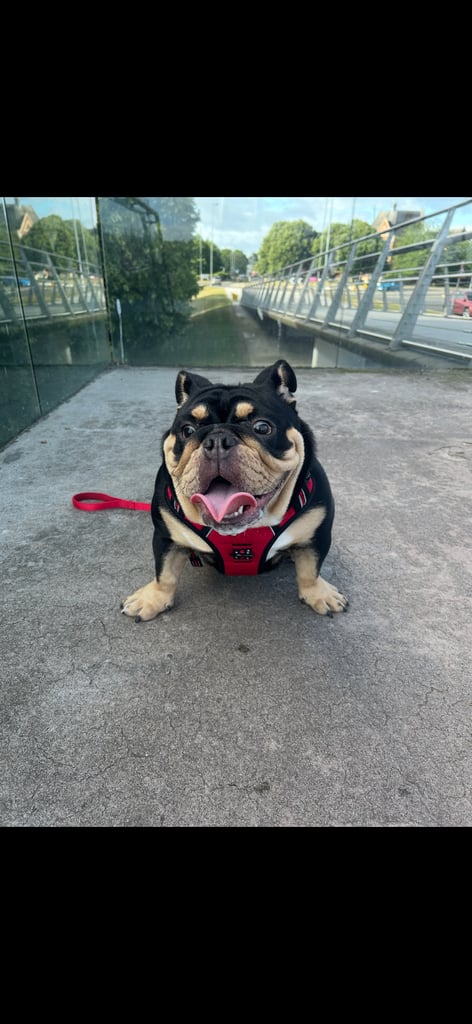 Black and Tan English bulldog 