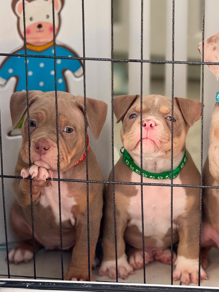 LAST FEMALE MERLE POCKET BULLY AVAILABLE‼️‼️