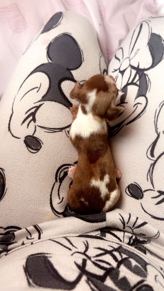 Beautiful miniature dachshunds, deposits being taken now