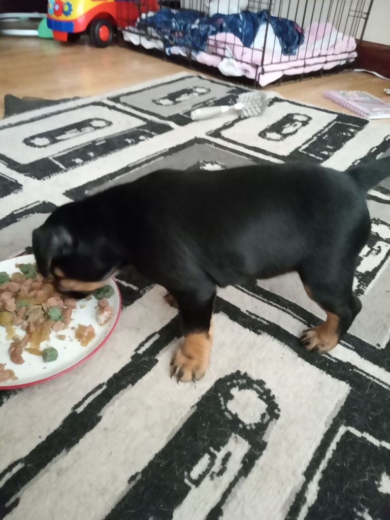 2 Female French bulldog x terrier mix 450 each