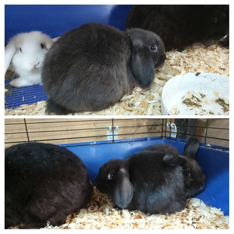 Lop/Lionhead Mixbreed Rabbits