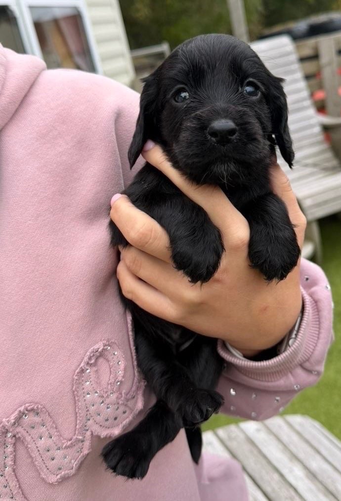 Cocker spaniel puppies 