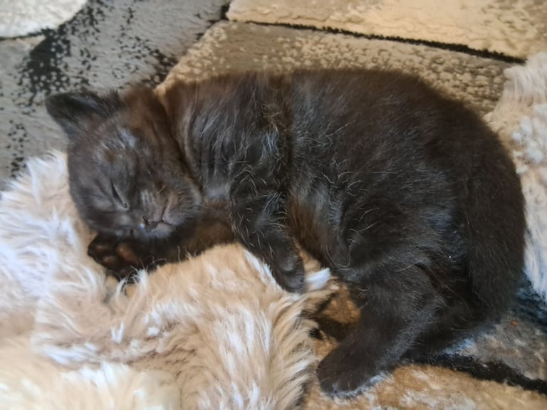 Female kitten 1