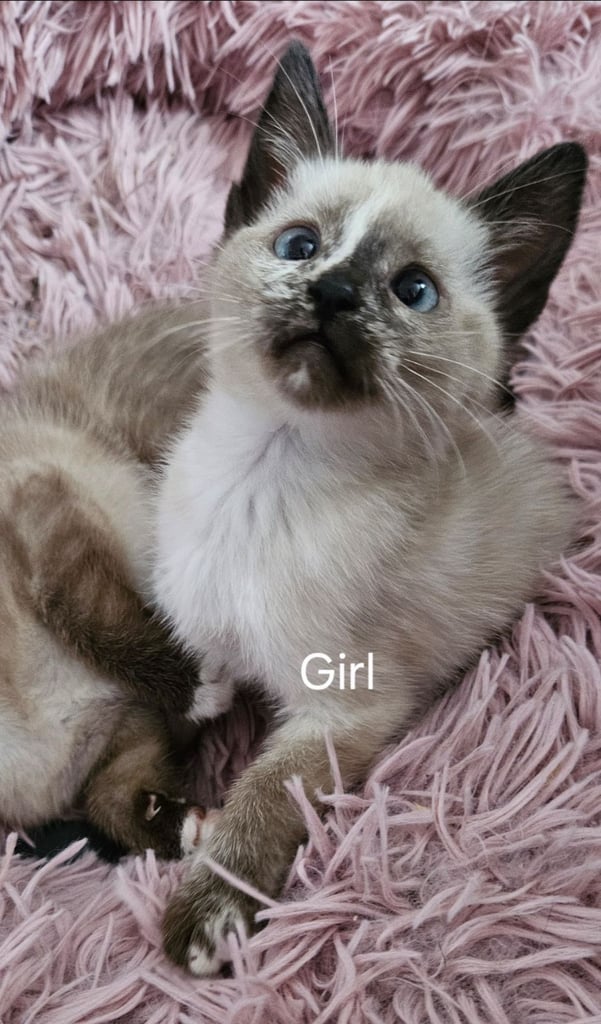Stunning blue eyed, part pedigree kittens