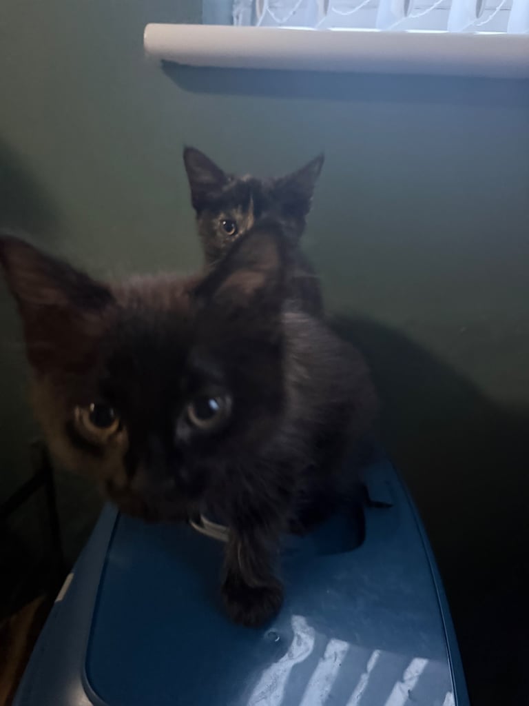 2 beautiful kittens looking for a home