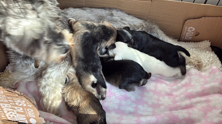 Miniature schnauzer puppies 