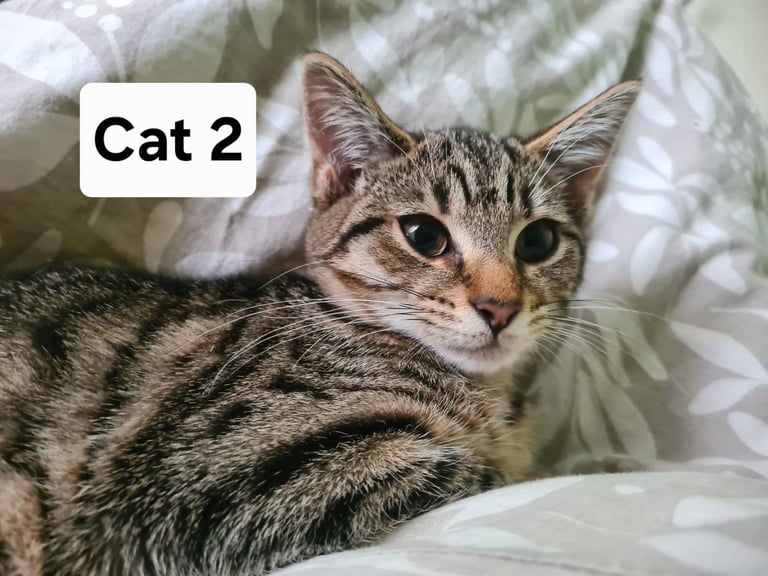 3 beautiful female kittens up for sale