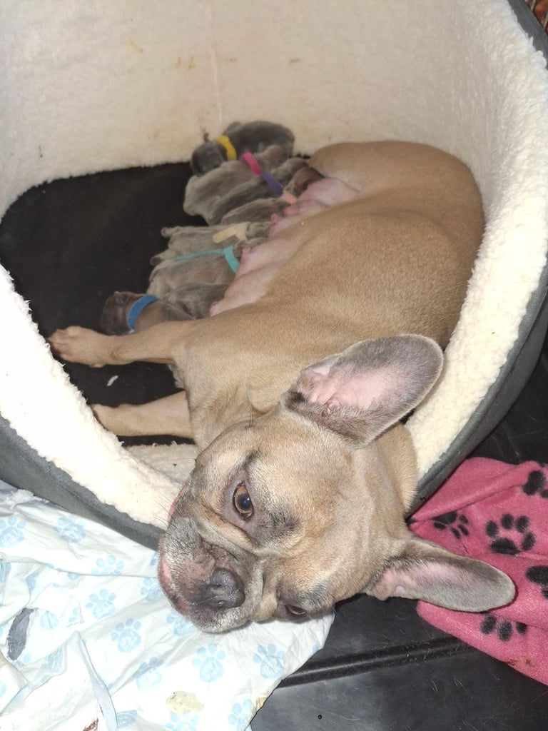 French bulldog puppies 